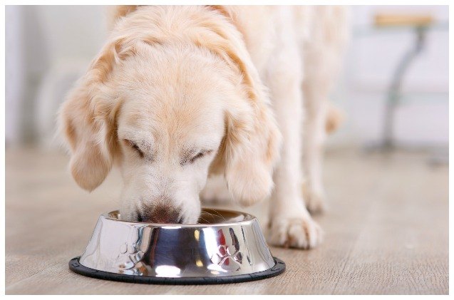 cornell finds pesticide glyphosate in several dog and cat foods