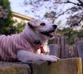 Get Your Tissues: Netflix Releases Documentary Series About Dogs