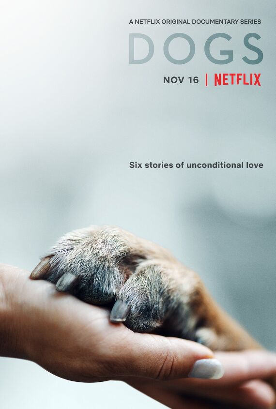 get your tissues netflix releases documentary series about dogs