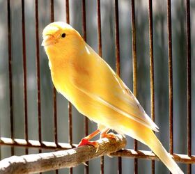 german roller canary