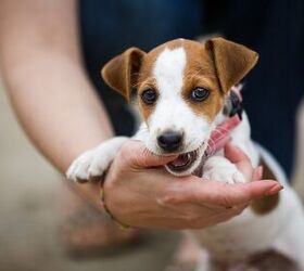 The Official Teething Puppy Survival Guide