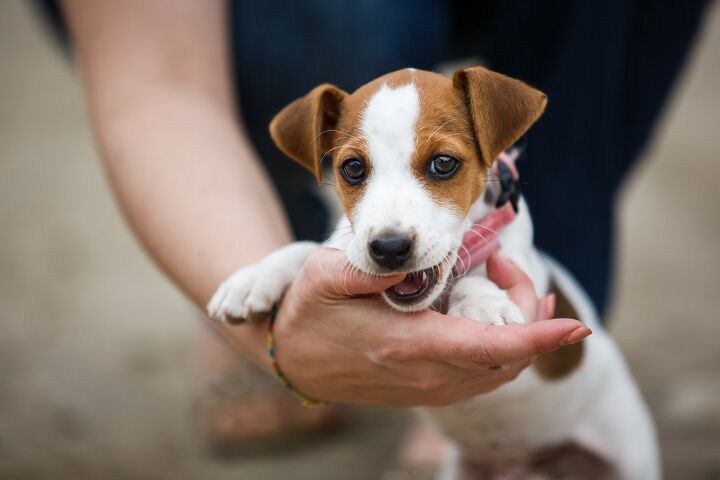 the official teething puppy survival guide