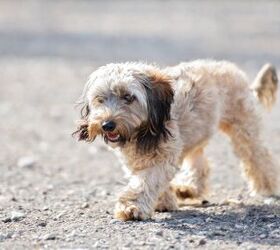 Lhasa apso and cavalier king hot sale charles spaniel