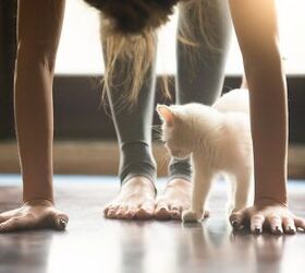 yoga and cats the benefits of asana with kitties