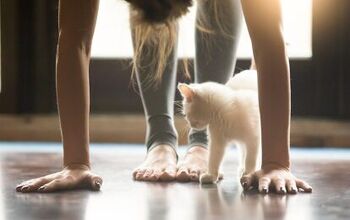 Yoga and Cats: The Benefits of Asana With Kitties