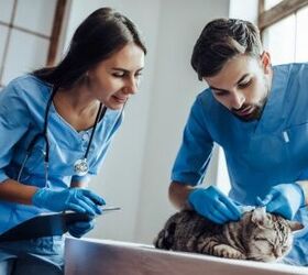 99 Lives Project Uses Cat Genome Sequencing To Shed Light On Human Dis