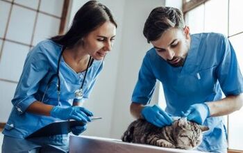 99 Lives Project Uses Cat Genome Sequencing To Shed Light On Human Dis