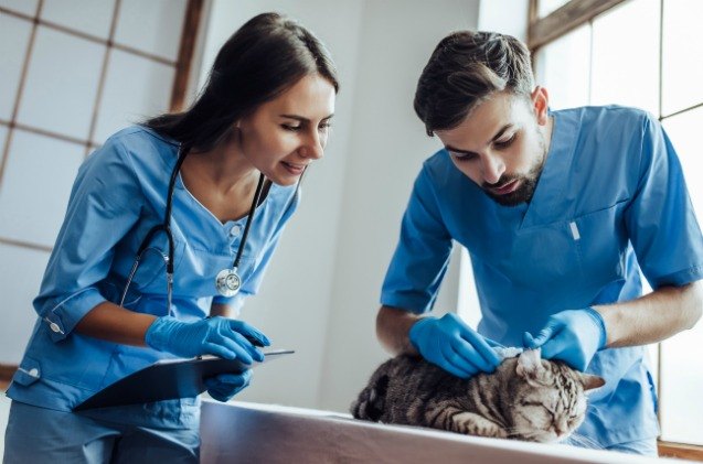 99 lives project uses cat genome sequencing to shed light on human dis