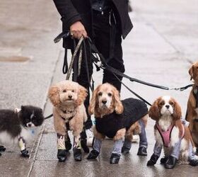 Dog leggings exist to stop your pooch walking their muddy paws through your  home