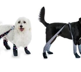 Let Your Pooch Strut Their Stuff in These Adorable Dog Leggings