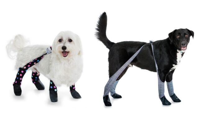 let your pooch strut their stuff in these adorable dog leggings