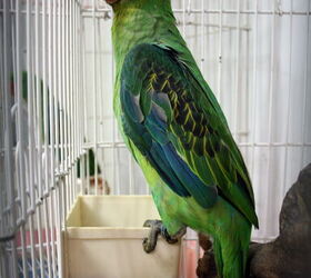 great billed parrot