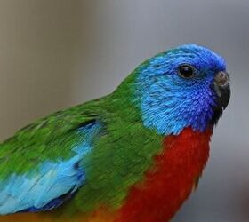 Scarlet Chested Parrot