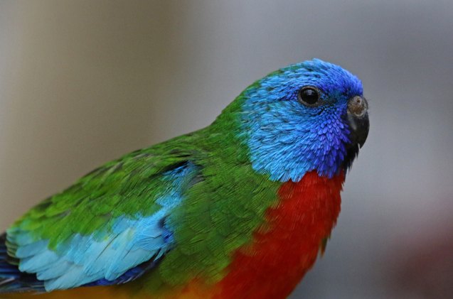 scarlet chested parrot