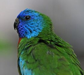 scarlet chested parrot