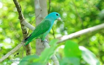 Blue Headed Racket Tail Parrot