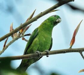 blue headed racket tail parrot