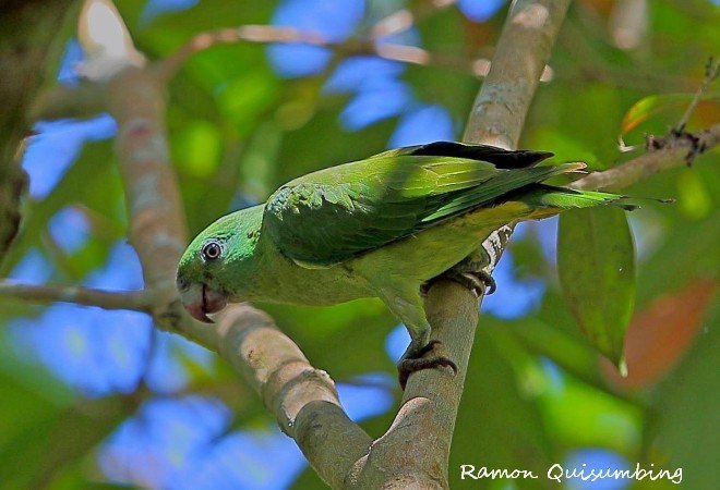 blue headed racket tail parrot