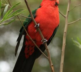australian king parrot