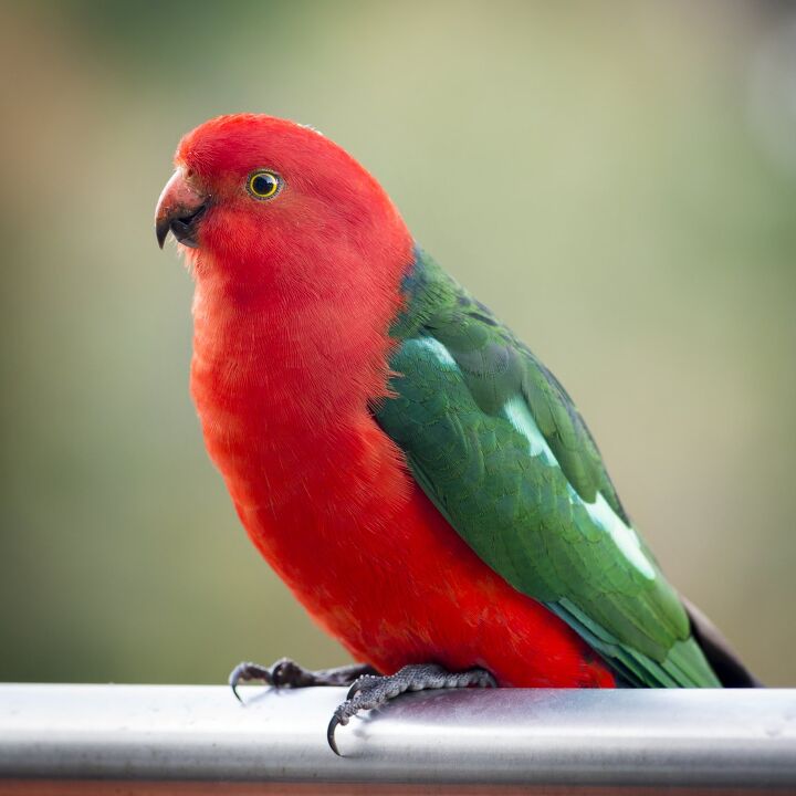 Australian King Parrot Health, Personality, Colors and Sounds - PetGuide | PetGuide