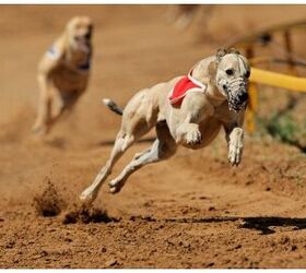 Florida Voters Overwhemingly Ban Greyhound Racing But Not All Are Happ
