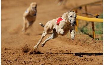 Florida Voters Overwhemingly Ban Greyhound Racing But Not All Are Happ