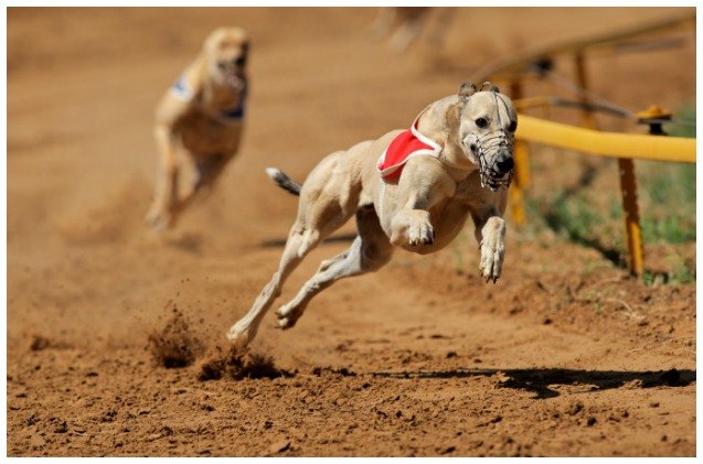florida voters overwhemingly ban greyhound racing but not all are happy