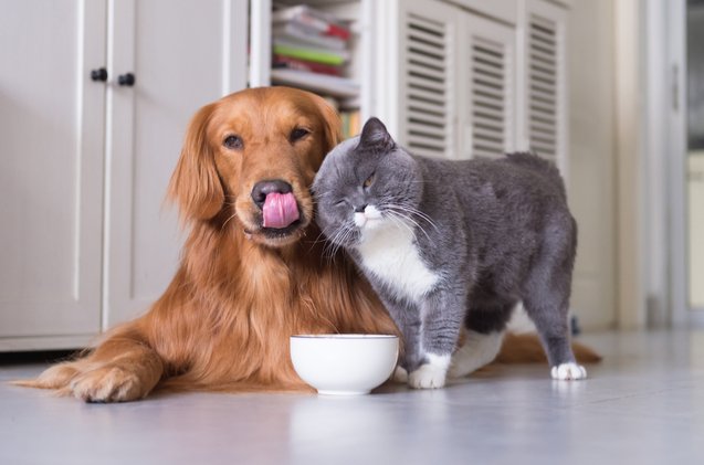 petco announces groundbreaking changes to improve nutrition of cats and dogs