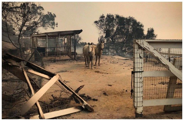 sandra bullock donates 100 000 to help animals affected by california wildfires