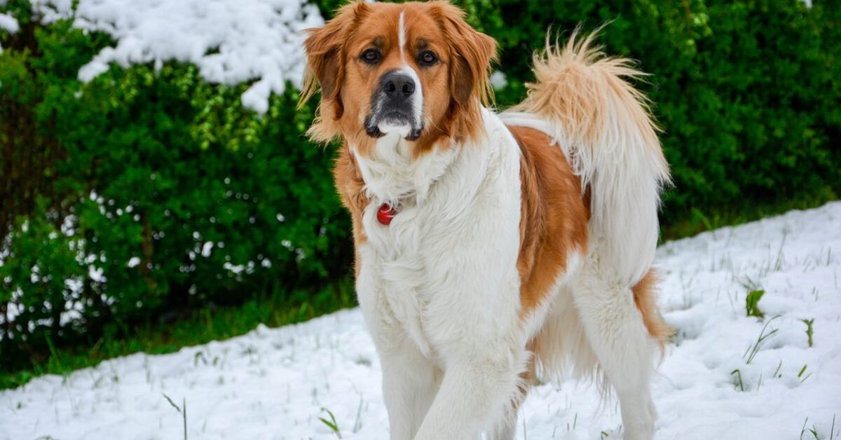 Labernard St Bernard Yellow Lab Mix