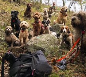 In the Big Apple, Posh Pooches Go Hiking With Pros