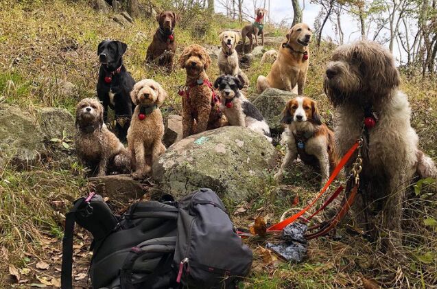 in the big apple posh pooches go hiking with pros