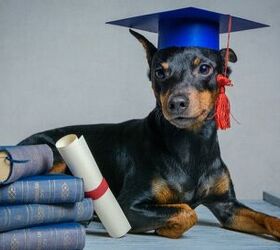 Pennsylvania Gets Its First Ever Pet-Friendly Campus