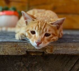 What Is Pancreatitis in Cats?