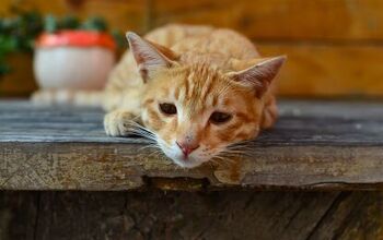 What Is Pancreatitis in Cats?