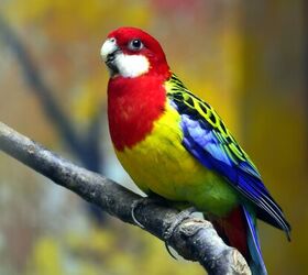 Rosella parrot outlet