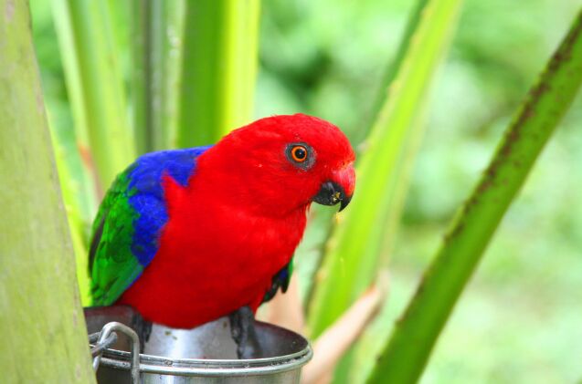 moluccan king parrot