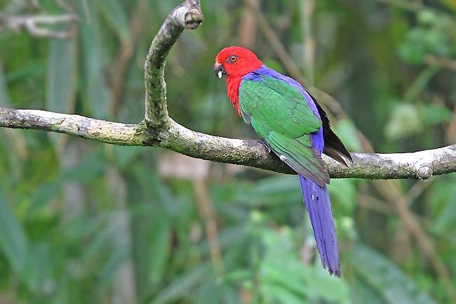 moluccan king parrot
