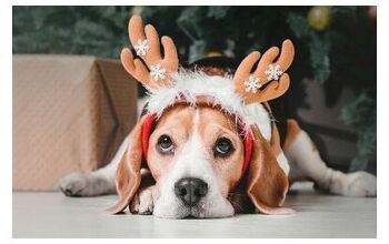 Study Discovers What Dog Breeds Are More Likely To Be Naughty Or Nice