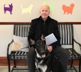 Joe Biden Officially Brings Four Furry Feet Into His Family