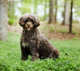 Study Finds No Link Between Hypoallergenic Dogs And Childhood Asthma R