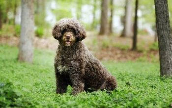 Study Finds No Link Between Hypoallergenic Dogs And Childhood Asthma R