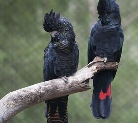 Red-Tailed Black Cockatoo Personality, Colors and - PetGuide |