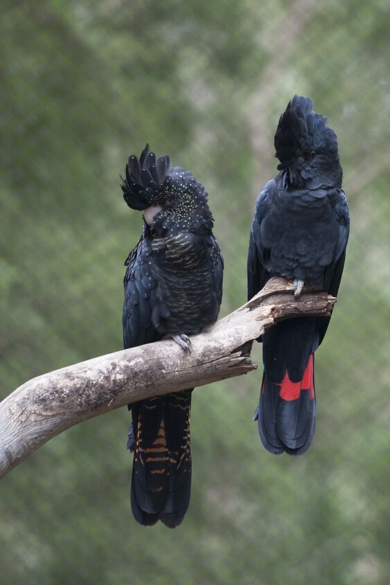 red tailed black cockatoo
