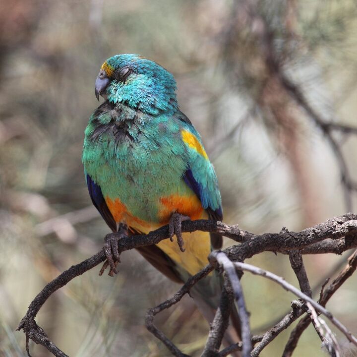 mulga parrot