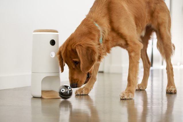 this cool startup promises a solution for guilty pet parents