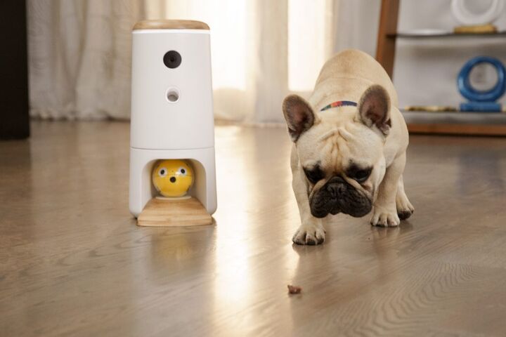 this cool startup promises a solution for guilty pet parents