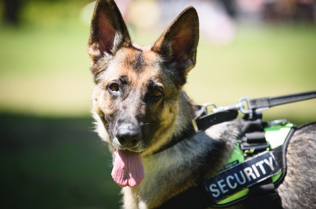 us schools want attack dogs to prevent mass shootings