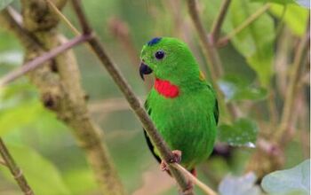 Blue Crowned Hanging Parrot