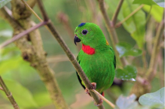blue crowned hanging parrot